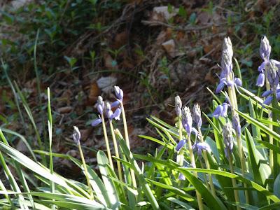 White Apple Bloom, Pink Cones, and Bluebells