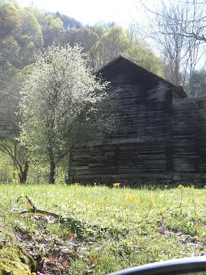 White Apple Bloom, Pink Cones, and Bluebells
