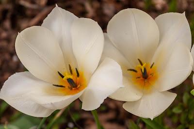 More flowers {I couldn't resist}