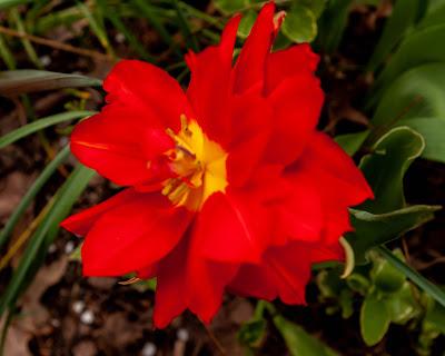 More flowers {I couldn't resist}