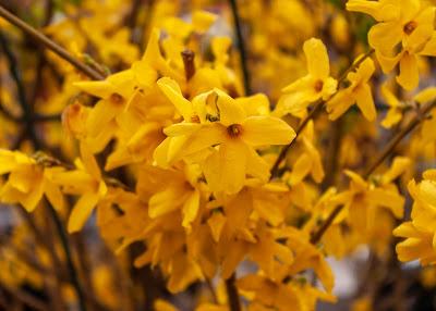 More flowers {I couldn't resist}