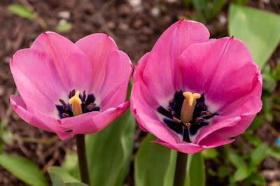 More flowers {I couldn't resist}