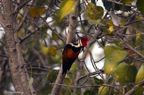 Black-rumped flameback ! alt=