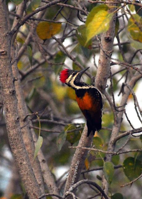 Black-rumped flameback ! alt=