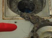 Signs That Need Emergency Drain Cleaning Jacksonville,