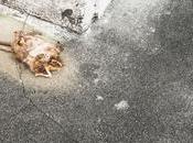 Rodent Control Strategies Claire Homeowners