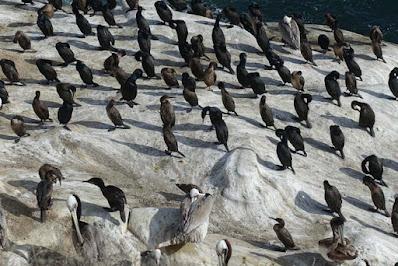CORMORANTS IN LA JOLLA, CA: The Perfect Place to See These Seabirds Up Close