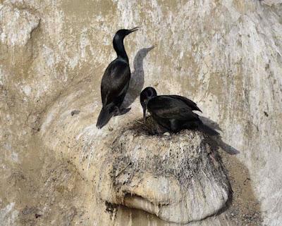 CORMORANTS IN LA JOLLA, CA: The Perfect Place to See These Seabirds Up Close