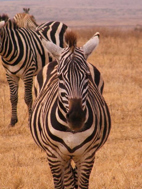 Zebra-seen-on-safari-in-africa