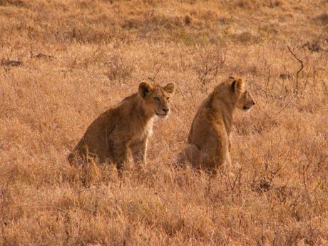 Two-lions-seen-on-safari-in-africa