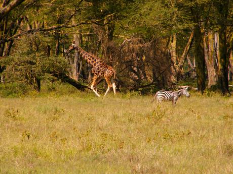 Giraffe-and-zebra-near-lodges-in-tsavo