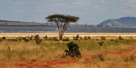 Lodges-in-Tsavo