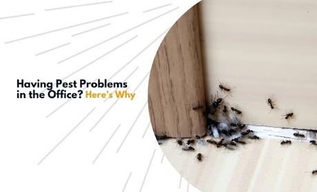 Having Pest Problems in the Office? Here’s Why