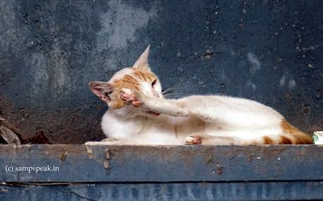 Cat says - am not interested !!