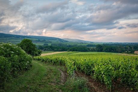 Green-vineyard-with-cloudy-skies