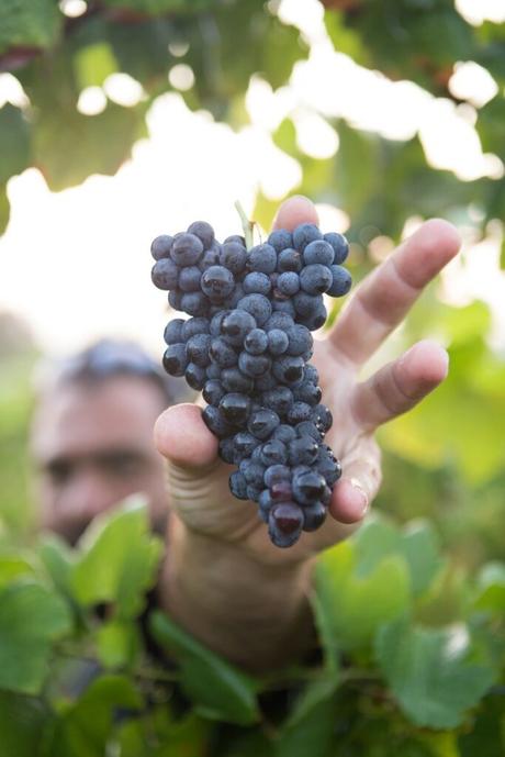 Holding-bunch-of-red-wine-grapes-on-Sussex-vineyard-tour