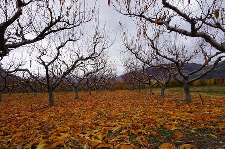 Vineyard-in-winter-with-no-leaves