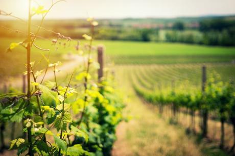 Sussex-wine-tasting-tours-vineyard