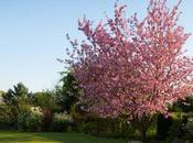 Natural Weed Control Your Lawn