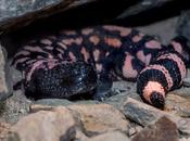 Gila Monster: Facts Information