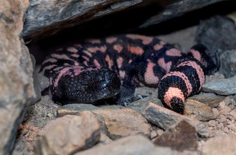 The Gila Monster: Facts and Information