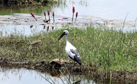 கொக்கு பற பற ! கோழி பற பற - Asian OpenBill கொக்கு பற பற ! கோழி பற பற - Asian OpenBill