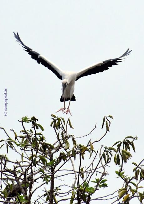 கொக்கு பற பற ! கோழி பற பற - Asian OpenBill கொக்கு பற பற ! கோழி பற பற - Asian OpenBill