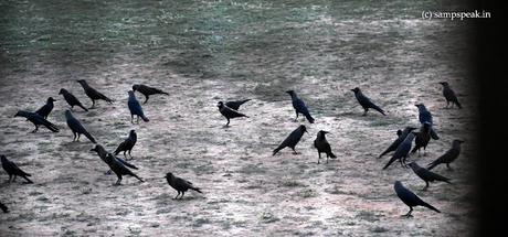 Parliament of Crows !!