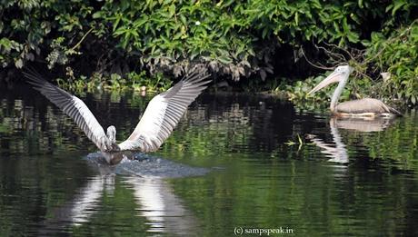 Pelican's wing span !