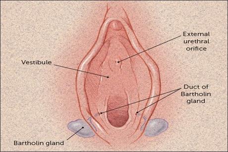 Ayurvedic Treatment of Bartholin Gland Carcinoma