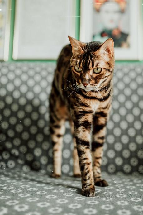 The Best Cat Breeds For Apartment Living