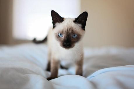 The Best Cat Breeds For Apartment Living