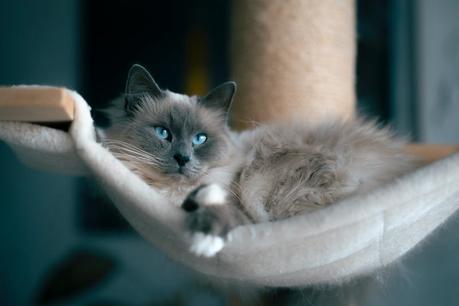 The Best Cat Breeds For Apartment Living