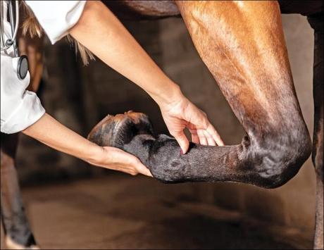 Horse Diseases Affecting The Hock Joint Treatment By Ayurveda