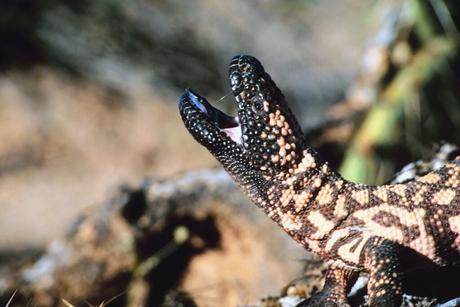 Gila Monster: Facts and Information 2023 (NEW)