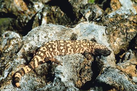 Gila Monster: Facts and Information 2023 (NEW)