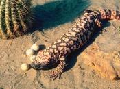 Gila Monster: Facts Information 2023 (NEW)