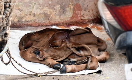 Beau Calf !! - அழகி நீ, பேரழகி அழகான கண்ணழகி !! Beau Calf !! - அழகி நீ, பேரழகி அழகான கண்ணழகி !!