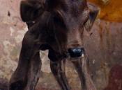 Beau Calf அழகி பேரழகி அழகான கண்ணழகி