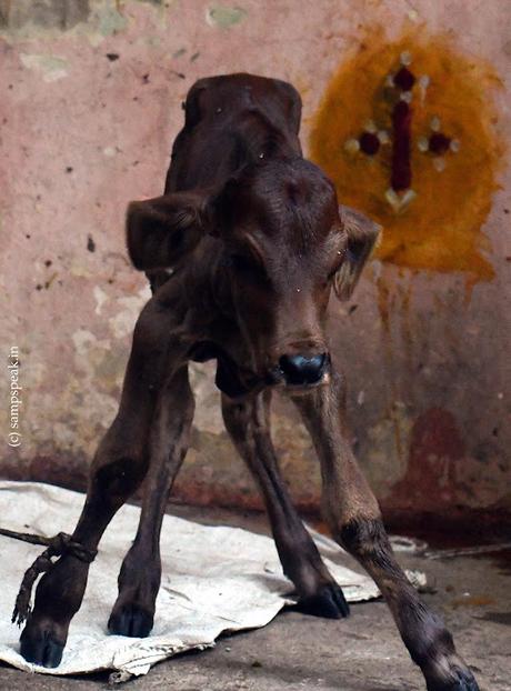 Beau Calf !! - அழகி நீ, பேரழகி அழகான கண்ணழகி !! Beau Calf !! - அழகி நீ, பேரழகி அழகான கண்ணழகி !!