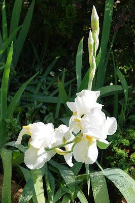 White Iris