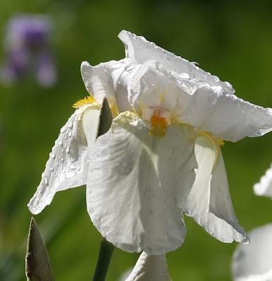 White Iris