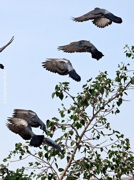 Pigeons ! - ek, do theen, char, paanch, che !! Pigeons ! - ek, do theen, char, paanch, che !!