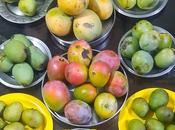 Mango Festival, Kuruvakkavu: Celebration Indigenous Varieties Kannapuram