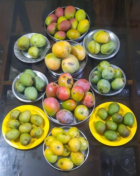 Mango Festival, Kuruvakkavu: A celebration of Indigenous Mango Varieties in Kannapuram