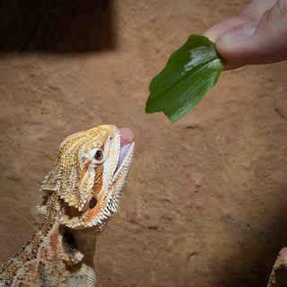 Feeding Your Baby Bearded Dragon: What You Need to Know