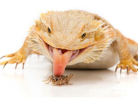 Feeding Your Baby Bearded Dragon: What You Need to Know
