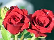 Beau Roses Yeux Font Baisser Miens