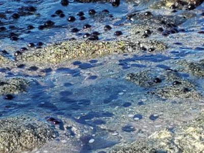 WHERE LAVA MEETS THE SEA, Exploring Hawaii’s Tide Pools