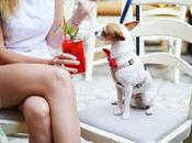 Staying Stylish With Dog: Fashion Tips Owners
